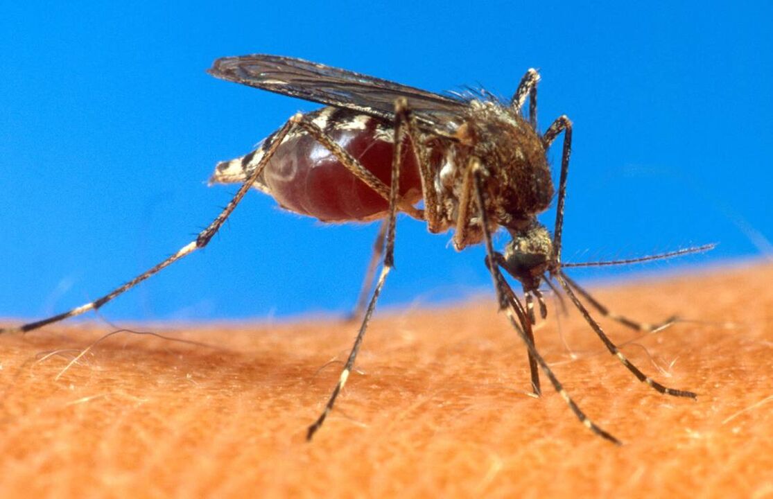 mușcătura de țânțar ca cale de infecție cu viermi