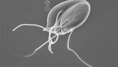 Larva parazit