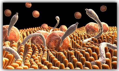 paraziți din interiorul corpului